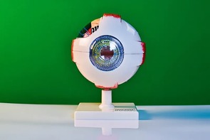 Модель глаза - fgospostavki.ru - Лобня