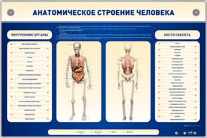 Электрифицированный стенд-тренажер c макетом скелета "Анатомическое строение человека" - fgospostavki.ru - Лобня