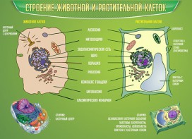 Стенд "Строение животной и растительной клеток" - fgospostavki.ru - Лобня